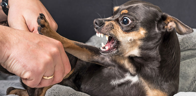 dog bite